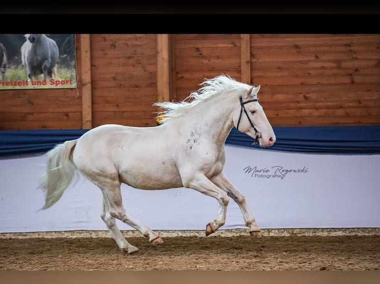 Criollo Gelding 9 years 14,1 hh Overo-all-colors in Klingenberg am Main