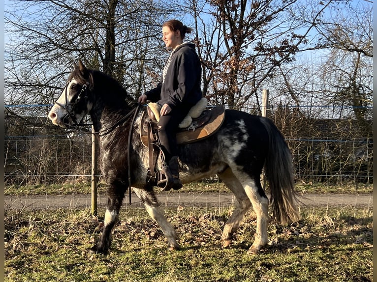 Criollo Gelding 9 years 14,2 hh Overo-all-colors in Koblenz