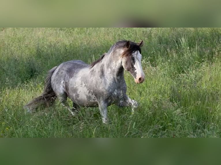 Criollo Gelding 9 years 14,2 hh Overo-all-colors in Koblenz