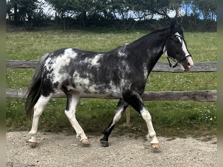 Criollo Gelding 9 years 14,2 hh Overo-all-colors in Koblenz