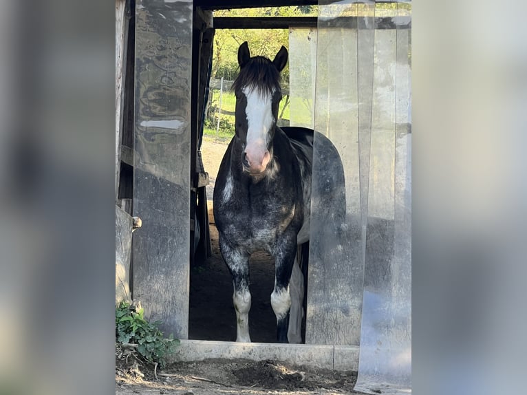 Criollo Gelding 9 years 14,2 hh Overo-all-colors in Koblenz