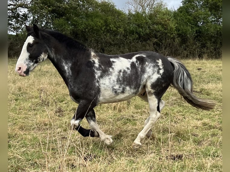 Criollo Gelding 9 years 14,2 hh Overo-all-colors in Koblenz