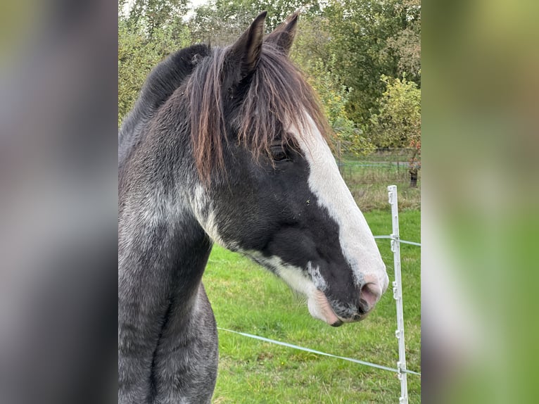 Criollo Gelding 9 years 14,2 hh Overo-all-colors in Koblenz