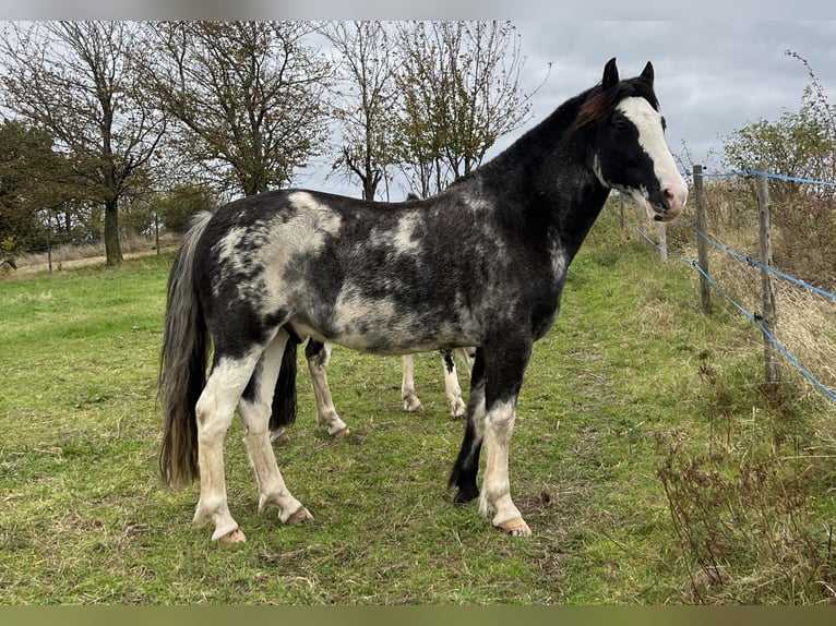 Criollo Gelding 9 years 14,2 hh Overo-all-colors in Koblenz