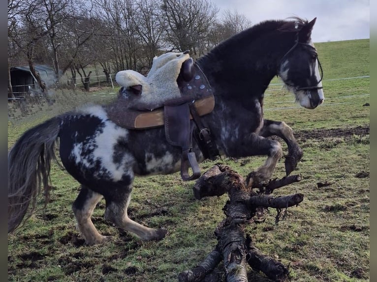 Criollo Gelding 9 years 14,2 hh Overo-all-colors in Koblenz
