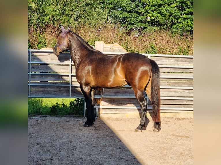 Criollo Mix Gelding 9 years 15,2 hh Bay-Dark in Windischleuba