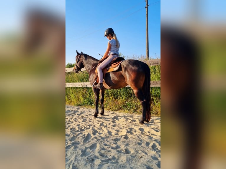 Criollo Mix Gelding 9 years 15,2 hh Bay-Dark in Windischleuba