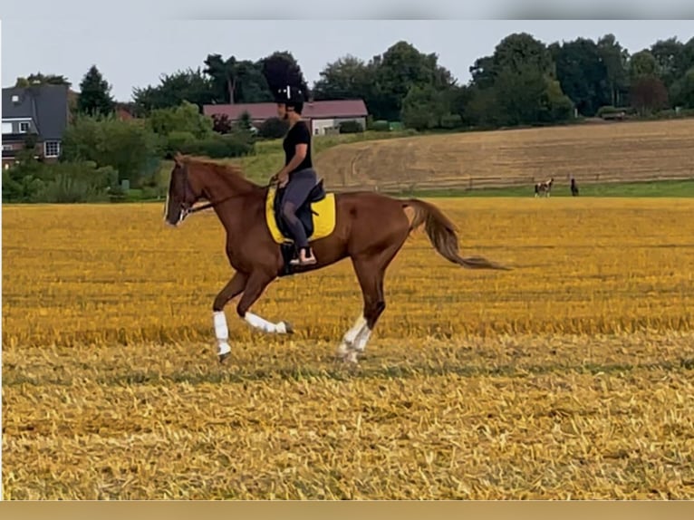 Criollo Mix Gelding 9 years 16 hh Chestnut-Red in Hamburg