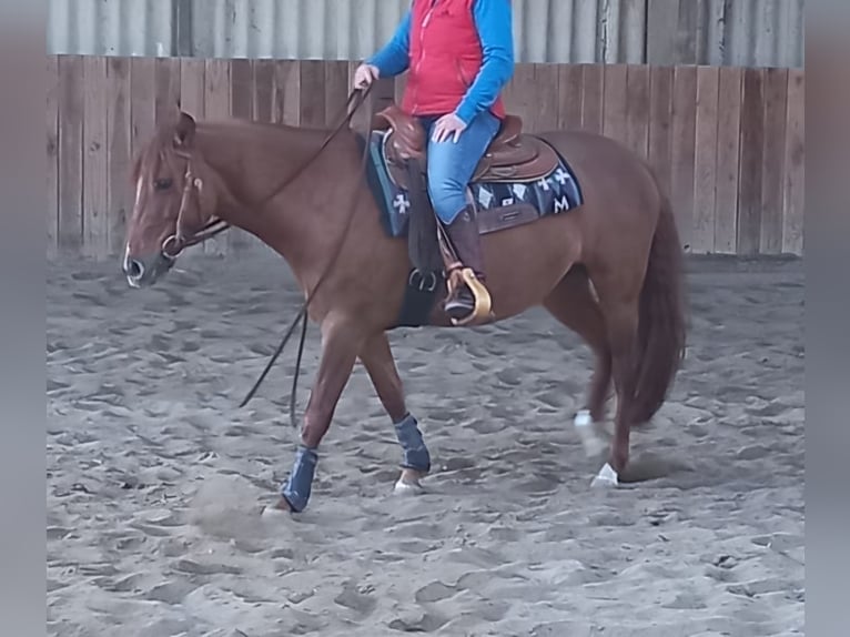 Criollo Giumenta 10 Anni 140 cm Sauro in Feuchtwangen