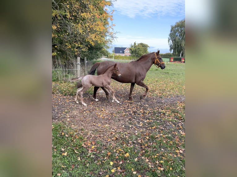 Criollo Giumenta 10 Anni 141 cm Rabicano in Aabenraa