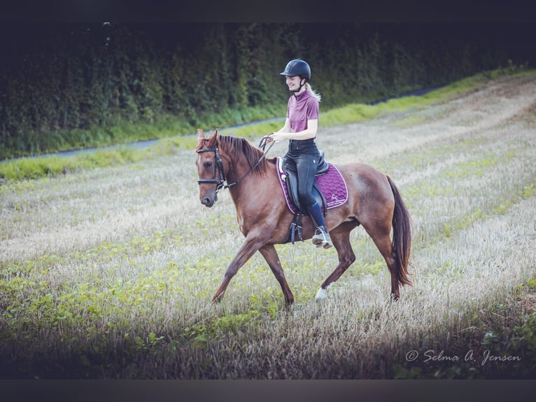 Criollo Giumenta 10 Anni 141 cm Rabicano in Aabenraa