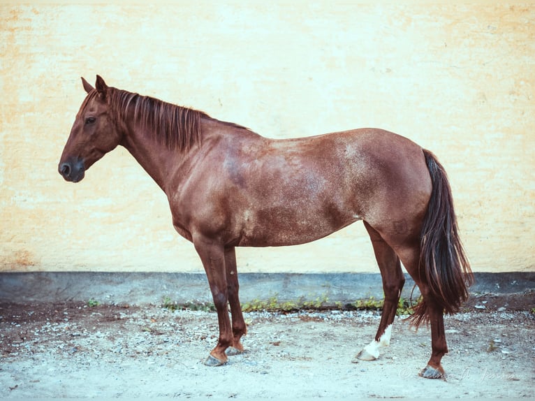 Criollo Giumenta 10 Anni 141 cm Rabicano in Aabenraa