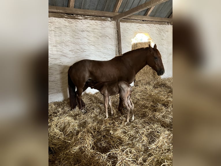 Criollo Giumenta 10 Anni 141 cm Rabicano in Aabenraa