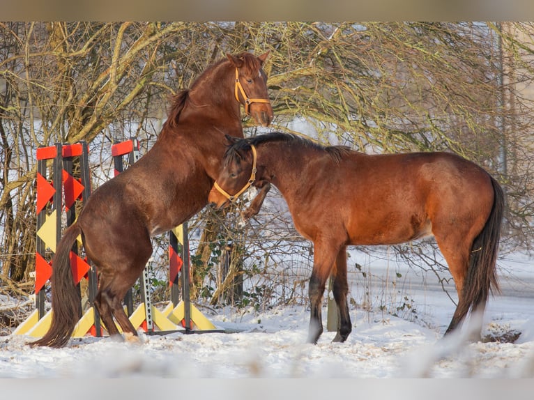 Criollo Giumenta 10 Anni 141 cm Rabicano in Aabenraa