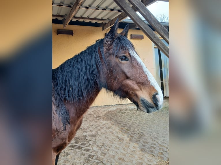 Criollo Giumenta 10 Anni 142 cm Baio in Gailingen am Hochrhein