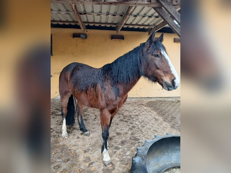 Criollo Giumenta 10 Anni 142 cm Baio in Gailingen am Hochrhein