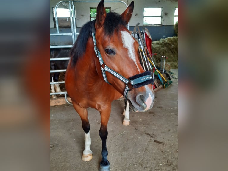 Criollo Giumenta 10 Anni 152 cm Baio in Wittislingen