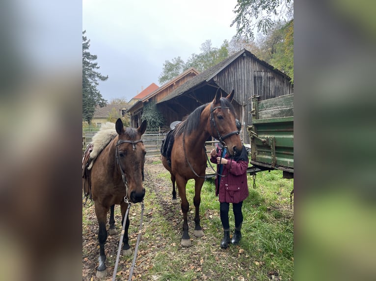 Criollo Giumenta 12 Anni 149 cm Baio in Straubing