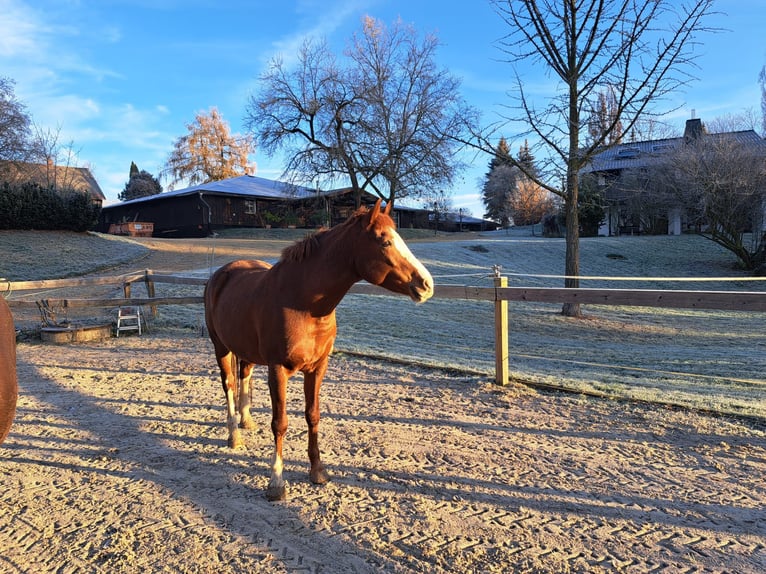Criollo Mix Giumenta 12 Anni 152 cm Sauro in Düsseldorf