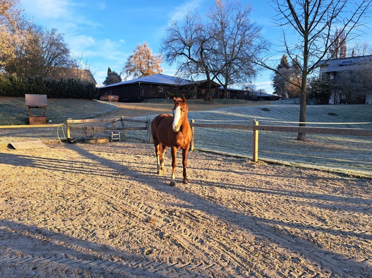Criollo Mix Giumenta 12 Anni 152 cm Sauro in Düsseldorf