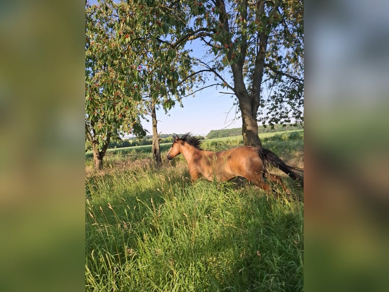 Criollo Giumenta 13 Anni 145 cm Falbo in Greußen