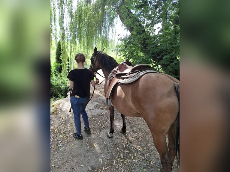 Criollo Giumenta 13 Anni 145 cm Falbo in Greußen