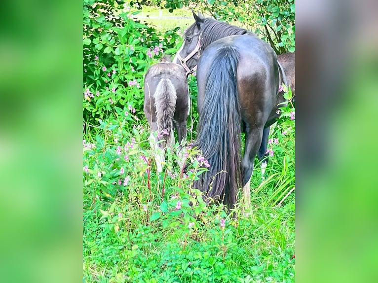 Criollo Giumenta 15 Anni 146 cm Morello in Sommerkahl