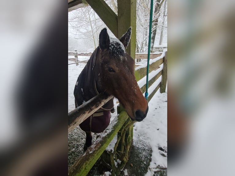 Criollo Mix Giumenta 15 Anni 155 cm Roano rosso in Soltau