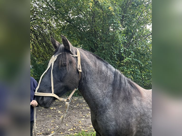 Criollo Giumenta 18 Anni 147 cm Grullo in Brünzow