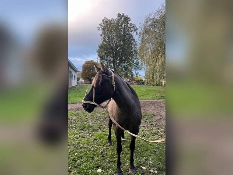 Criollo Giumenta 18 Anni 147 cm Grullo in Brünzow