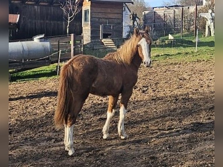 Criollo Giumenta 1 Anno 147 cm Falbo in Michelstadt