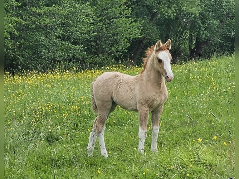 Criollo Giumenta 1 Anno 147 cm Falbo in Michelstadt