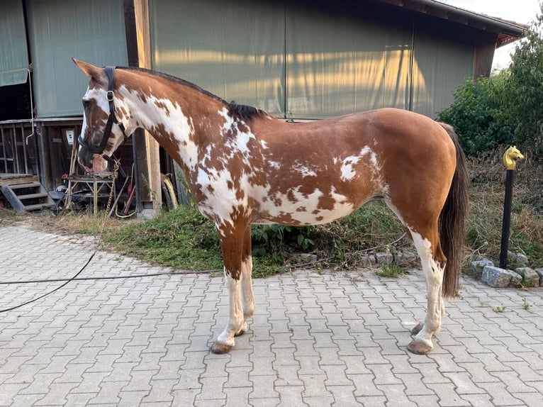 Criollo Giumenta 21 Anni 156 cm Overo-tutti i colori in Mainbernheim