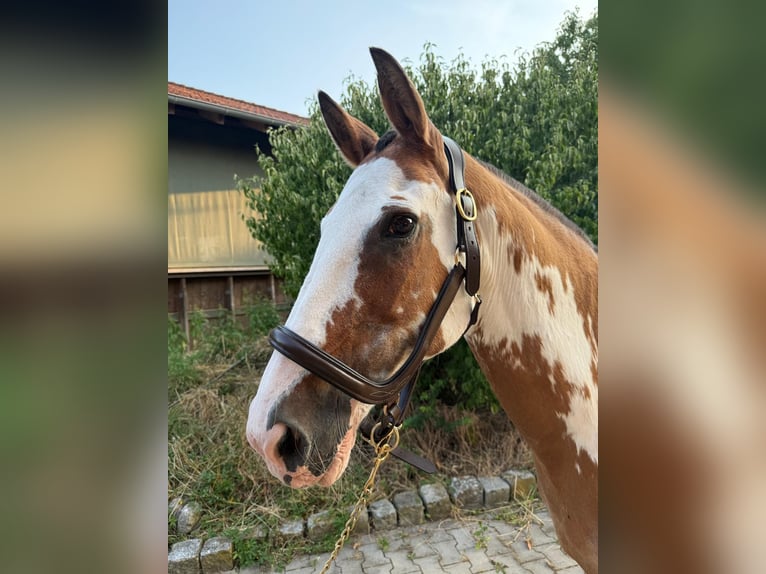 Criollo Giumenta 21 Anni 156 cm Overo-tutti i colori in Mainbernheim