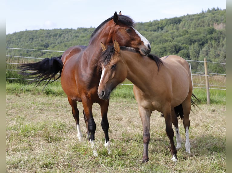 Criollo Giumenta 2 Anni 138 cm Falbo in Heimbuchenthal