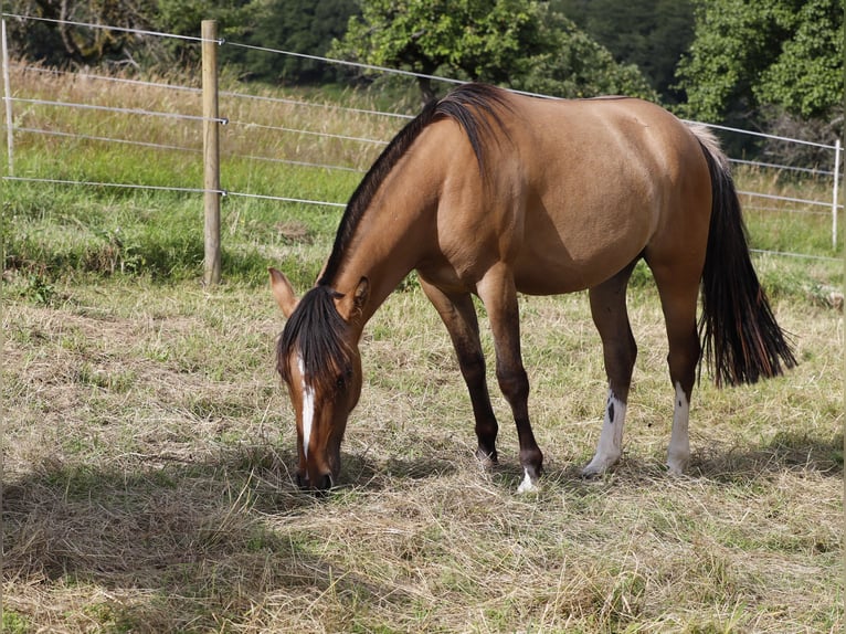 Criollo Giumenta 2 Anni 138 cm Falbo in Heimbuchenthal