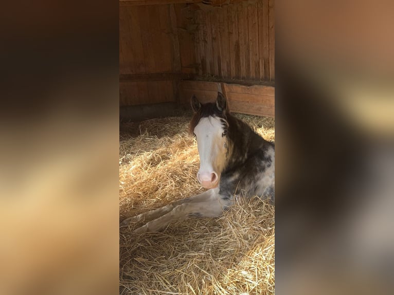 Criollo Giumenta 2 Anni 140 cm Overo-tutti i colori in Landshut