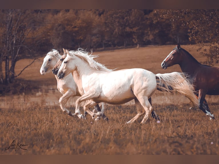 Criollo Giumenta 2 Anni 141 cm Palomino in Heimbuchenthal