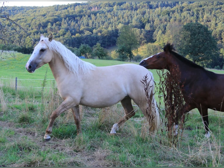 Criollo Giumenta 2 Anni 141 cm Palomino in Heimbuchenthal