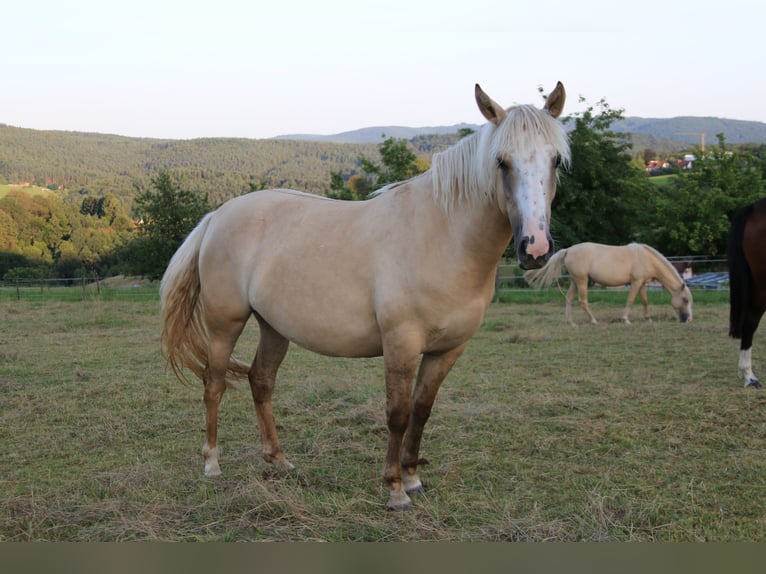 Criollo Giumenta 2 Anni 141 cm Palomino in Heimbuchenthal