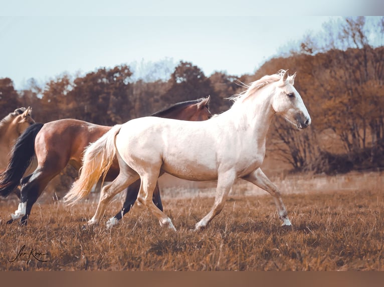 Criollo Giumenta 2 Anni 141 cm Palomino in Heimbuchenthal