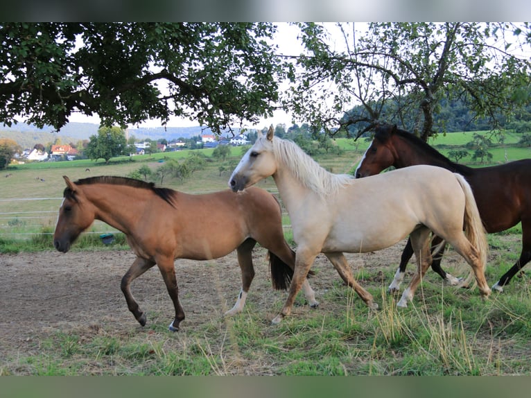 Criollo Giumenta 2 Anni 141 cm Palomino in Heimbuchenthal