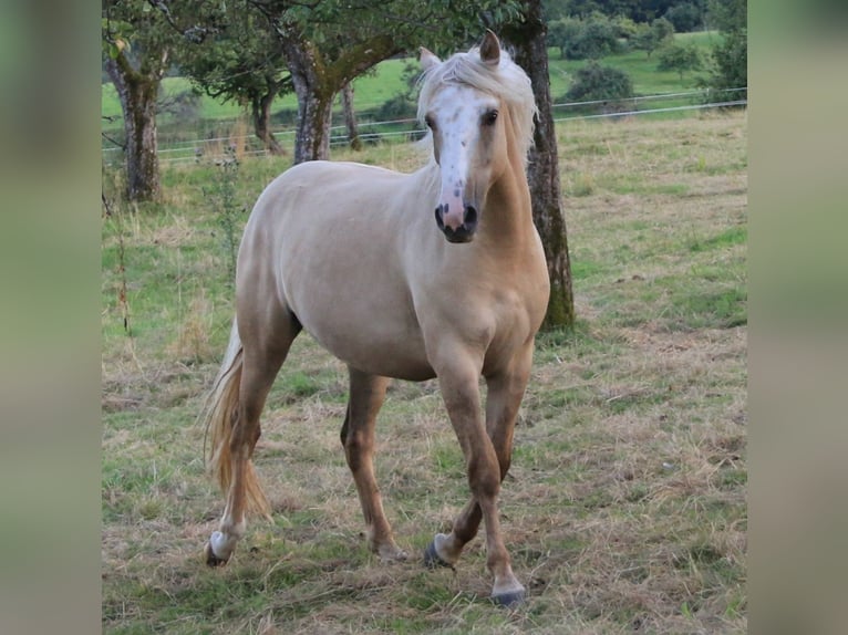 Criollo Giumenta 2 Anni 141 cm Palomino in Heimbuchenthal