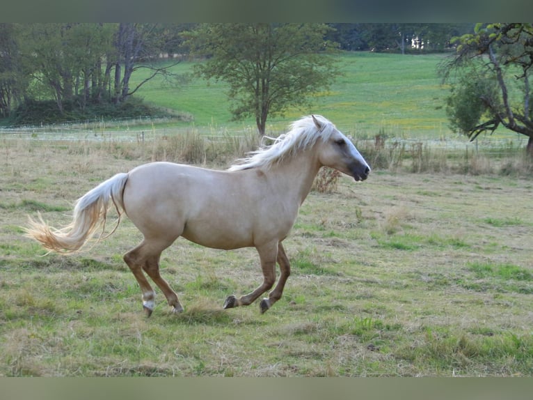 Criollo Giumenta 2 Anni 141 cm Palomino in Heimbuchenthal