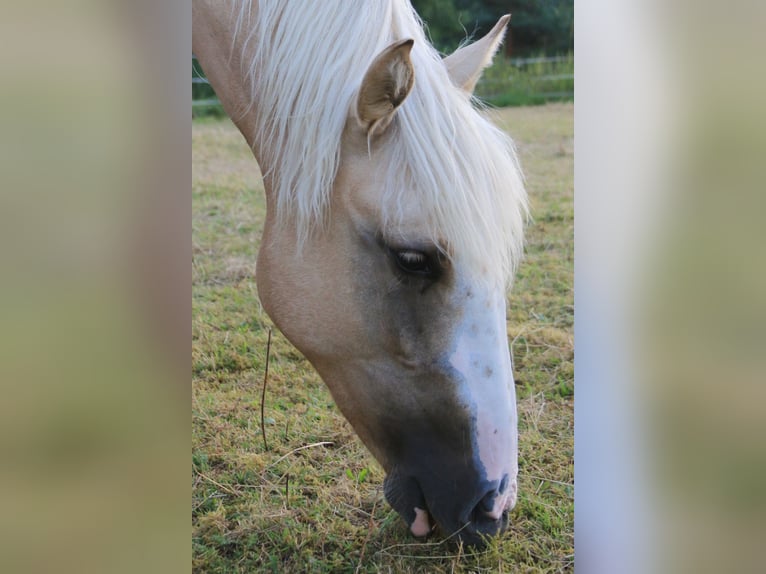 Criollo Giumenta 2 Anni 141 cm Palomino in Heimbuchenthal