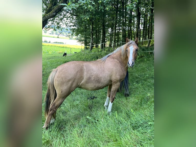 Criollo Giumenta 2 Anni 142 cm Red dun in Mengen