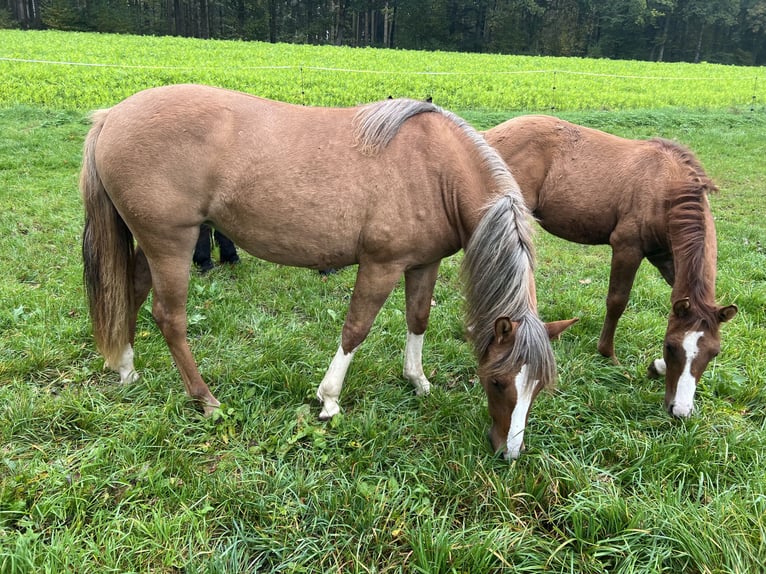 Criollo Giumenta 2 Anni 142 cm Red dun in Mengen