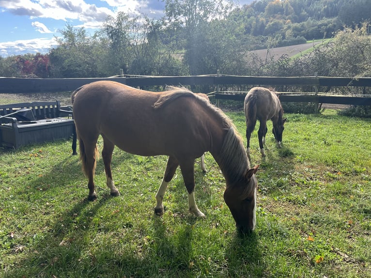 Criollo Giumenta 2 Anni 142 cm Red dun in Mengen