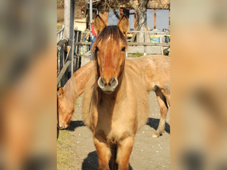 Criollo Giumenta 2 Anni 145 cm Falbo in Gailingen am Hochrhein