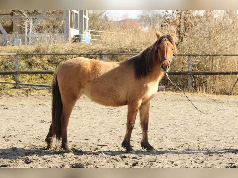 Criollo Giumenta 2 Anni 145 cm Falbo in Gailingen am Hochrhein